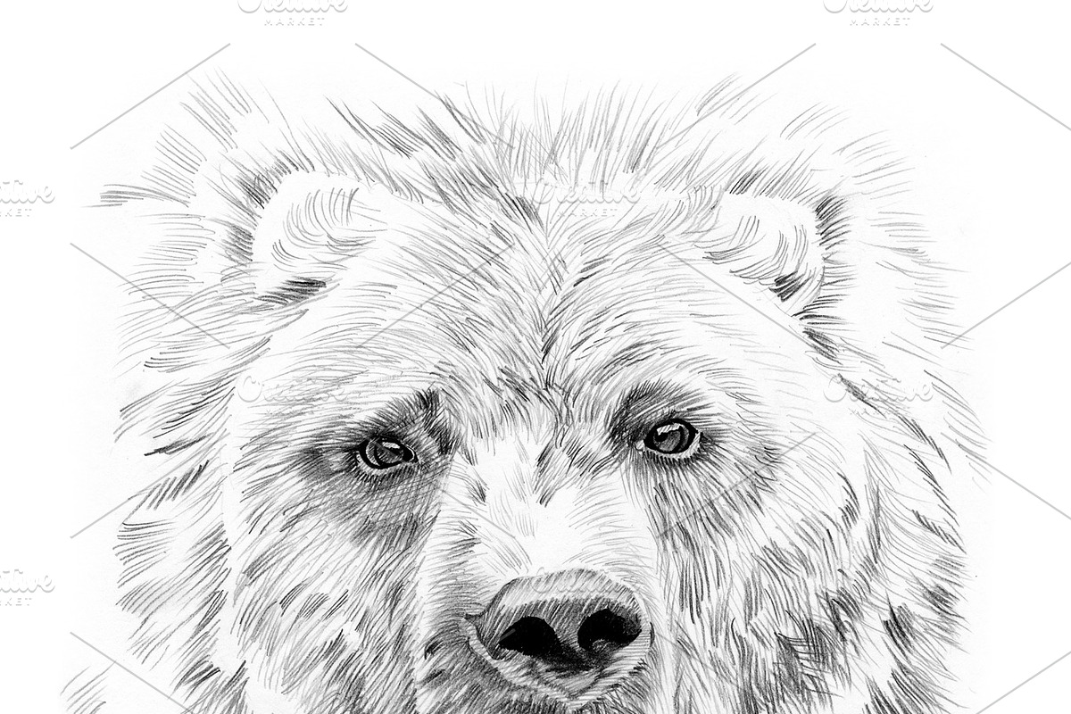 Portrait of bear drawn by hand in Illustrations - product preview 8