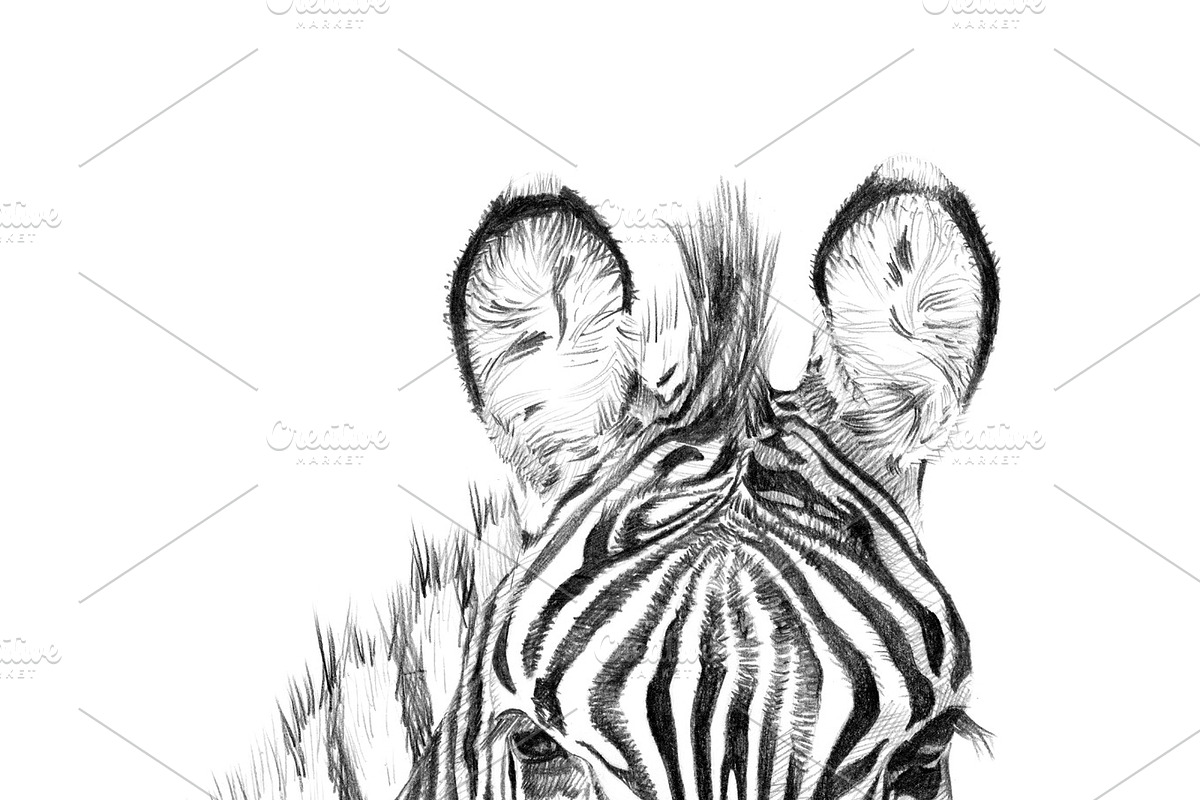 Portrait of zebra drawn by hand in Illustrations - product preview 8