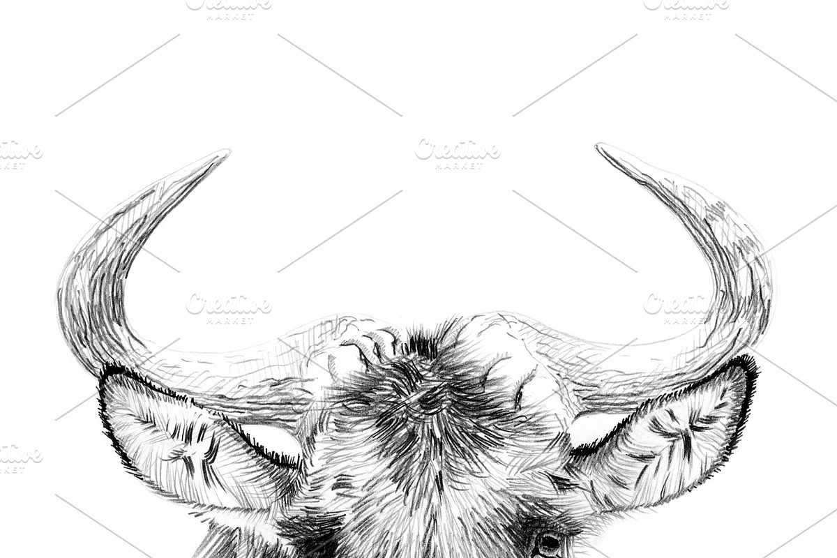 Portrait of widebeest drawn by hand in Illustrations - product preview 8