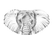 Portrait of elephant drawn by hand