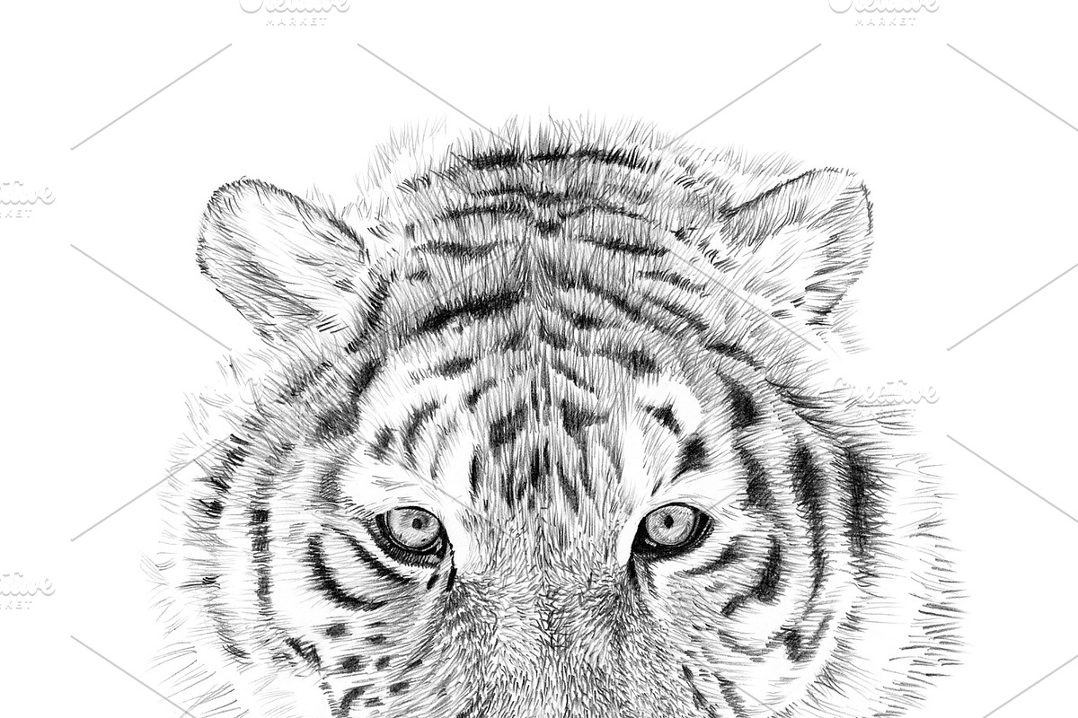 Portrait of tiger drawn by hand in Illustrations - product preview 8