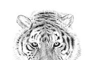Portrait of tiger drawn by hand