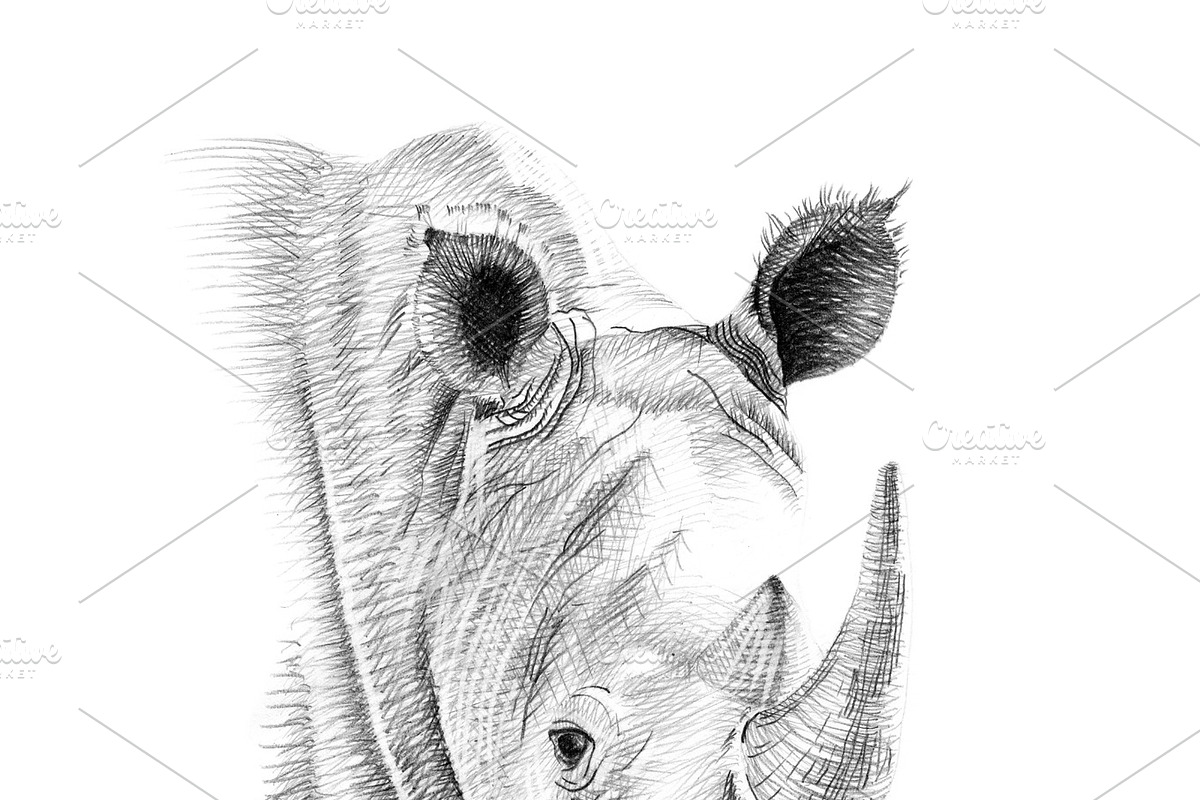 Portrait of rhino drawn by hand in Illustrations - product preview 8