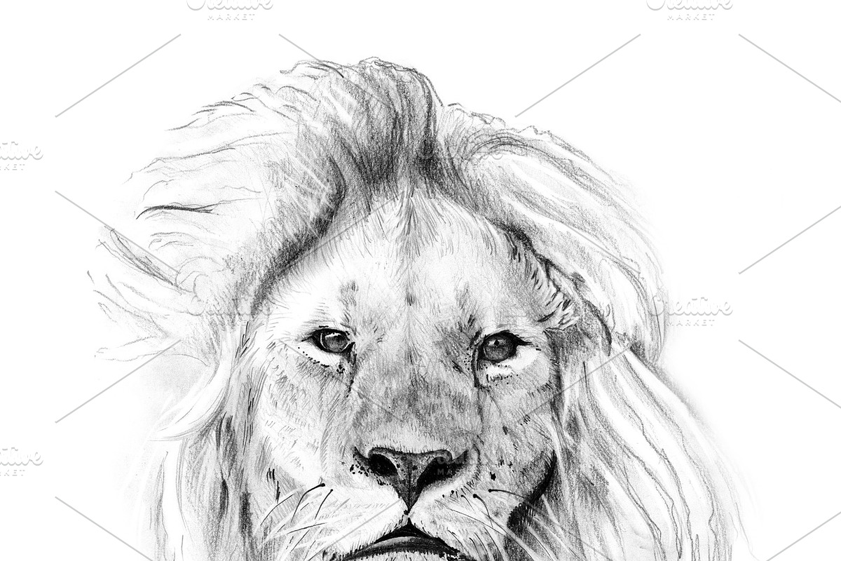 Portrait of lion drawn by hand in Illustrations - product preview 8