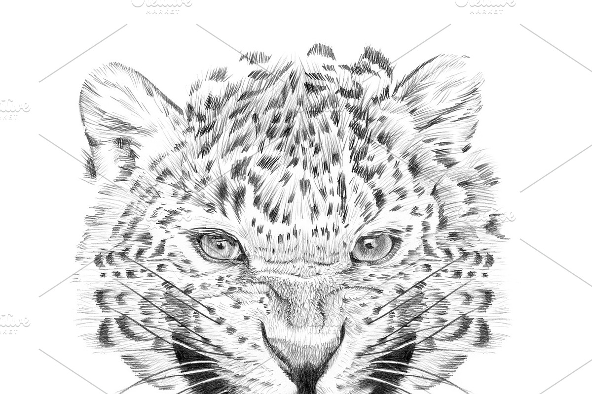 Portrait of leopard drawn by hand in Illustrations - product preview 8
