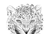 Portrait of leopard drawn by hand