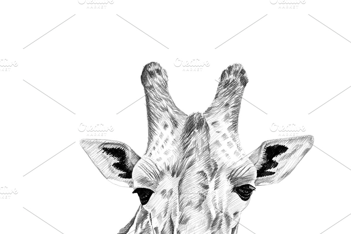 Portrait of giraffe drawn by hand in Illustrations - product preview 8