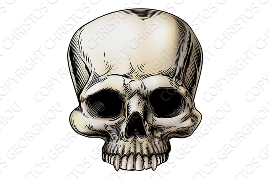 Human skull illustration in Illustrations - product preview 8