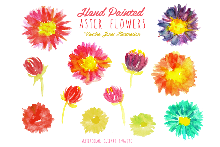 Watercolor Aster Flowers