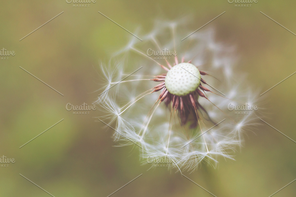 01 Dandelion Photo/Template in Postcard Templates - product preview 8