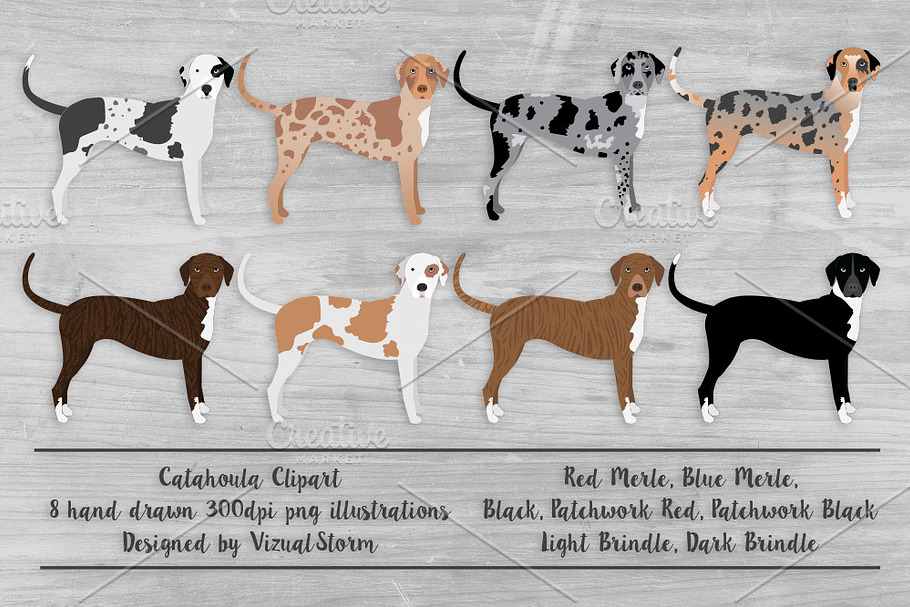 Catahoula Leopard Dog Illustration in Illustrations - product preview 8