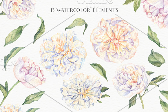 White Peonies-Watercolor Set in Illustrations - product preview 1