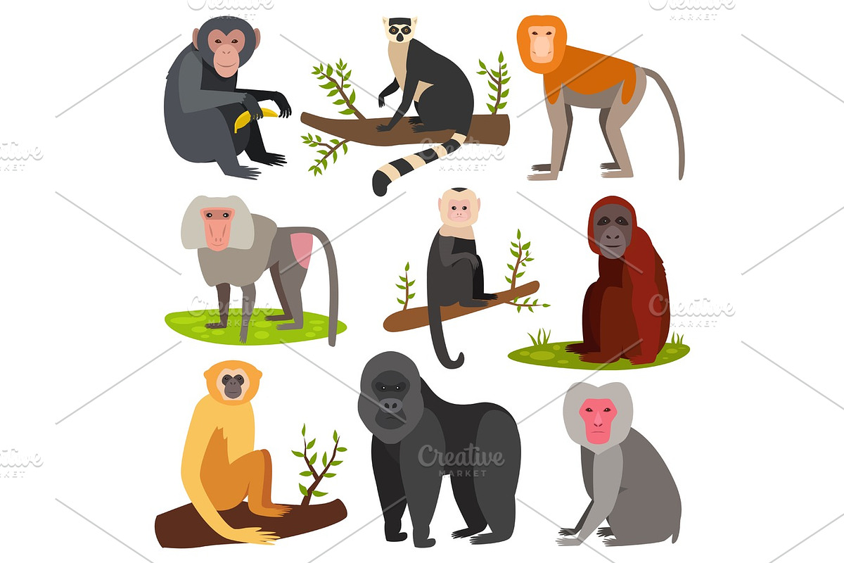 Different cartoon monkey breed character animal wild zoo ape chimpanzee vector illustration. in Objects - product preview 8