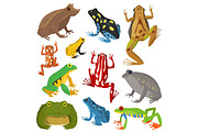 Frog cartoon tropical animal cartoon amphibian vector illustration.