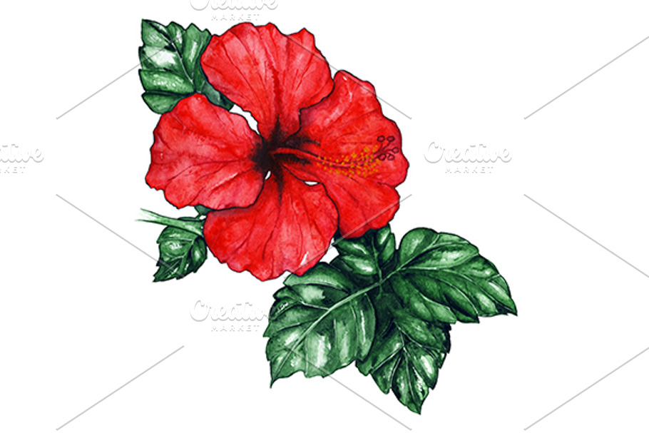 Watercolor red hibiscus flower plant