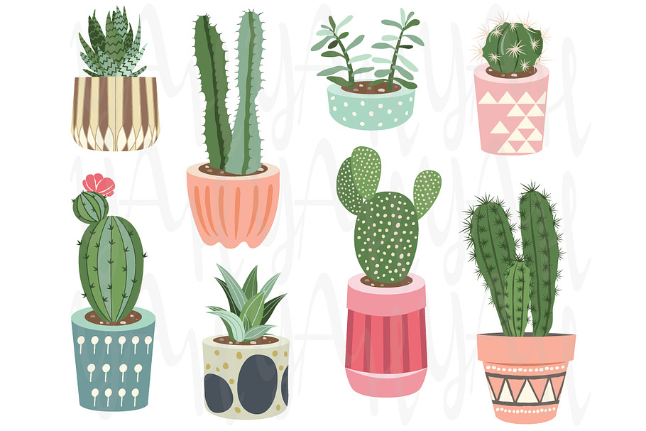 Cactus Collections