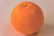 Orange vector