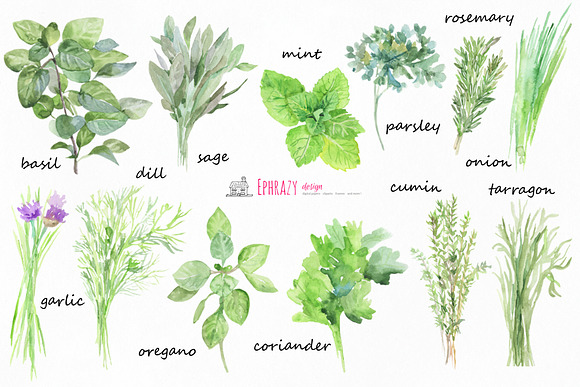 Kitchen herbs. Watercolor clipart in Illustrations - product preview 1