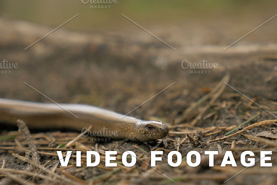 Limbless lizard look like a snake. Slowmotion 180 fps close up shot
