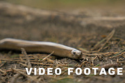 Limbless lizard look like a snake. Slowmotion 180 fps close up shot