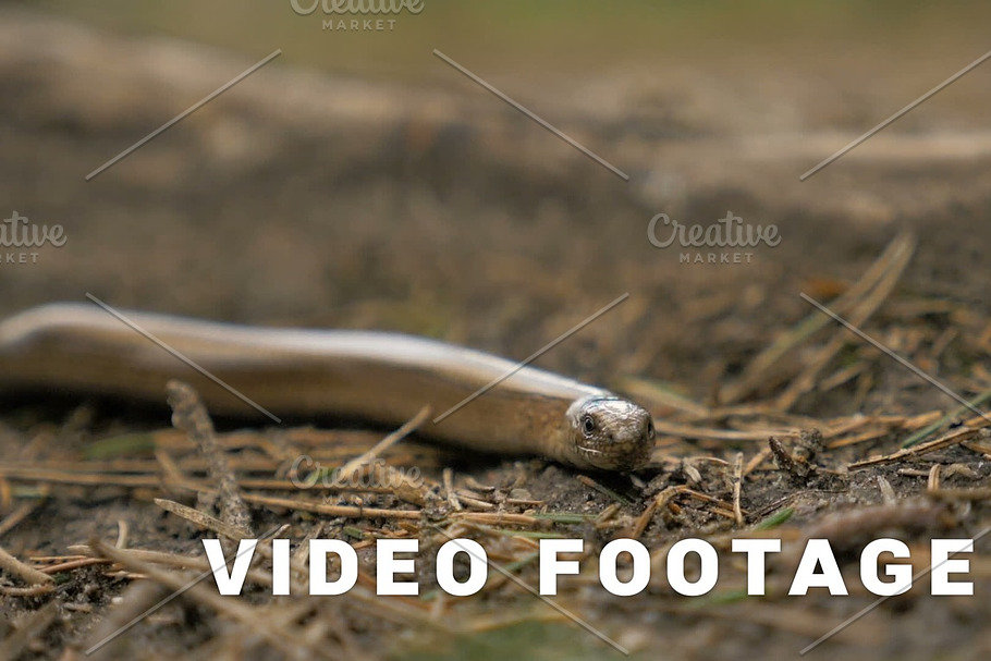 Limbless lizard look like a snake. Slowmotion 180 fps close up shot in Graphics - product preview 8