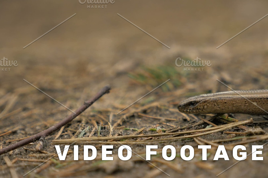 Limbless lizard look like a snake. Slowmotion 180 fps close up shot in Graphics - product preview 8