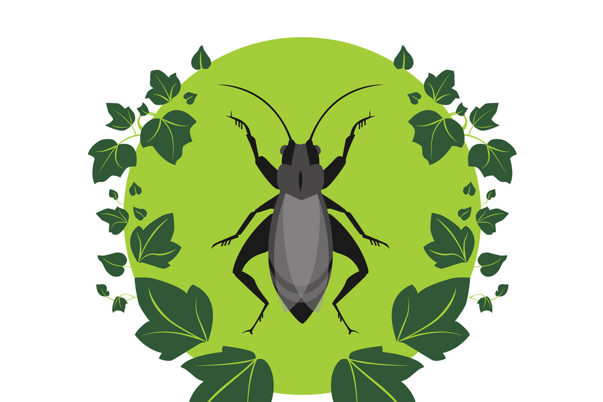 Cricket and Ivy Vector Illustration in Illustrations - product preview 8