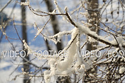 Tree branch covered with snow.