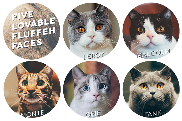 Hipster Cats Photo Pack in Graphics - product preview 1