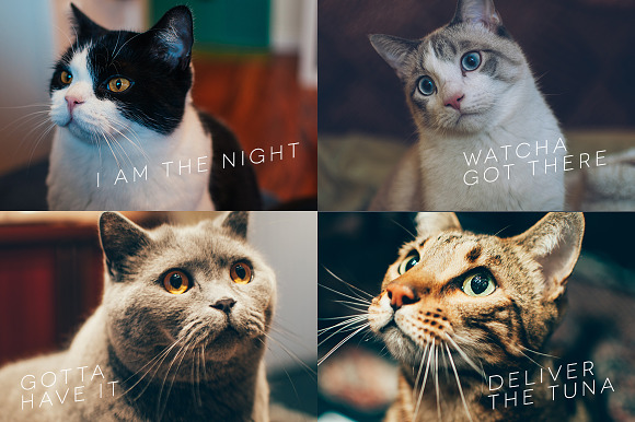 Hipster Cats Photo Pack in Graphics - product preview 2