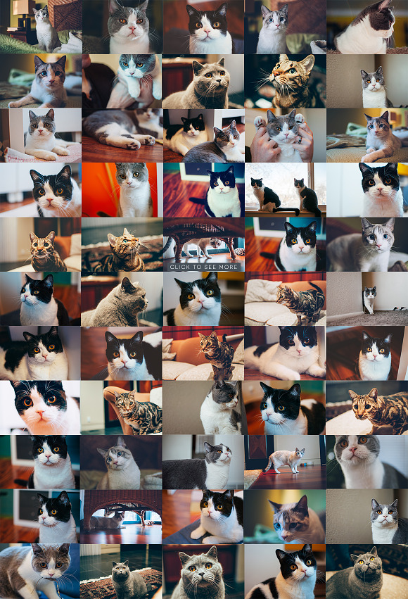 Hipster Cats Photo Pack in Graphics - product preview 4