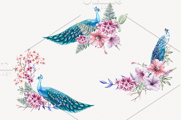 Blue Peacock Watercolor Clipart in Illustrations - product preview 2