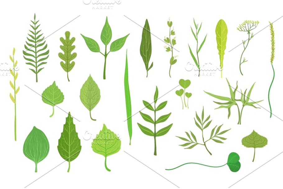 Trees And Plants Leaf Collection in Illustrations - product preview 8
