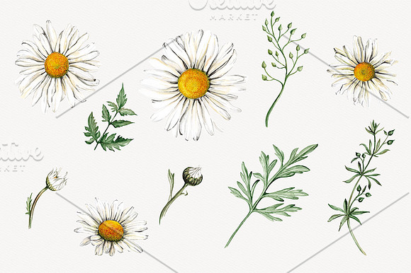 Watercolor Daisies Clipart in Illustrations - product preview 1