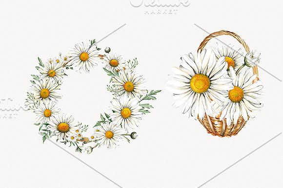 Watercolor Daisies Clipart in Illustrations - product preview 2