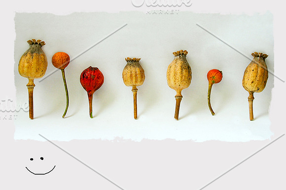 Vintage postcards: series Nature in Postcard Templates - product preview 1
