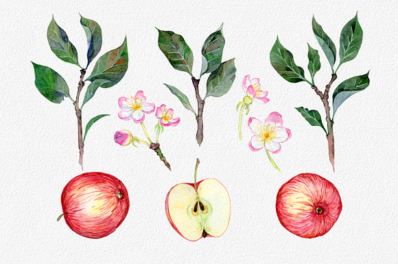 Hand drawn watercolor apple set in Illustrations - product preview 1