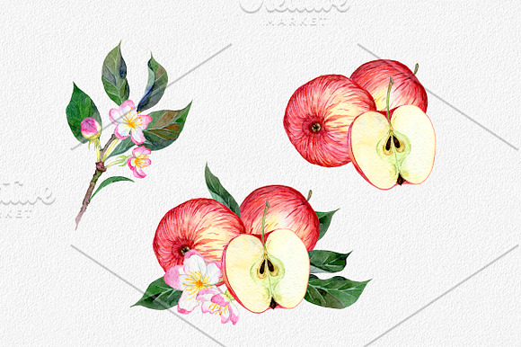 Hand drawn watercolor apple set in Illustrations - product preview 2