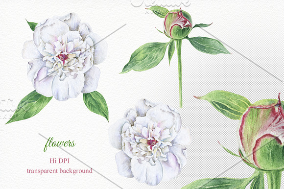 Florals watercolor set in Illustrations - product preview 5