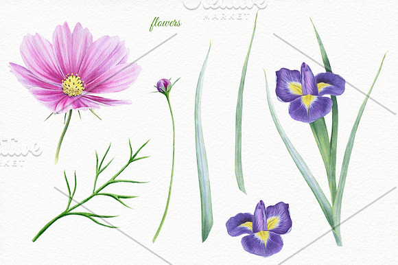 Florals watercolor set in Illustrations - product preview 6