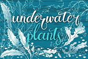 Underwater plants. Graphic set.
