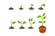Infographic of planting tree.