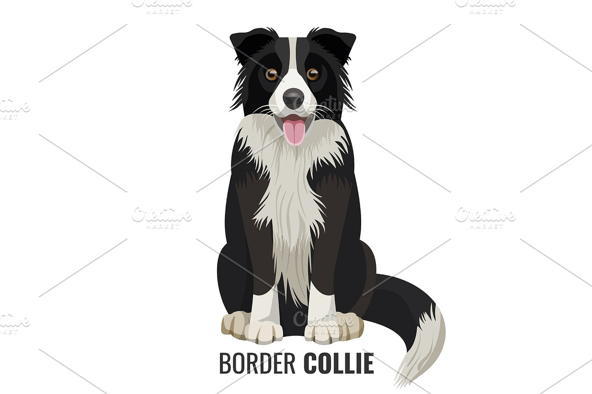 Border Collie pet isolated on white vector illustration in Illustrations - product preview 8