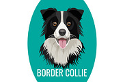 Border Collie pet isolated on white vector illustration