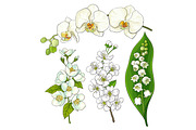 White flowers - lily of the valley, orchid, apple, cherry blossom