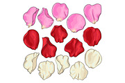 Set of hand drawn white, pink and red rose petals