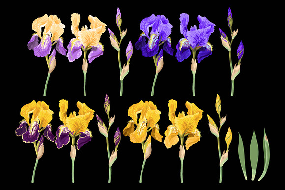 Iris Patterns in Patterns - product preview 3
