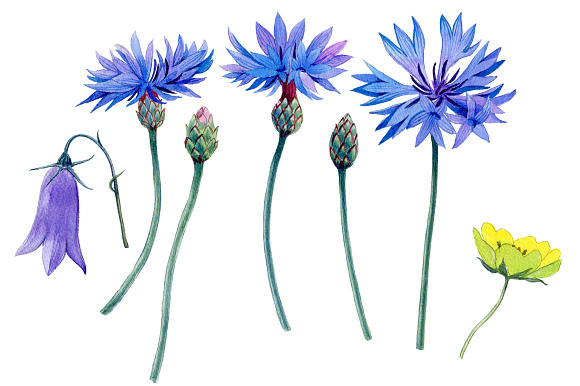 Summer flowers in Illustrations - product preview 4