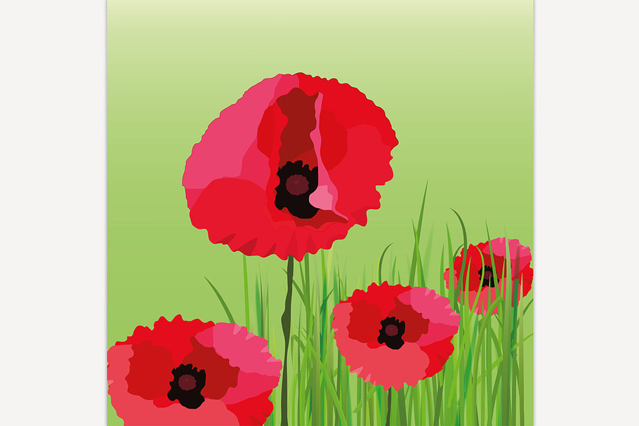 Poppy Flower Background in Illustrations - product preview 8