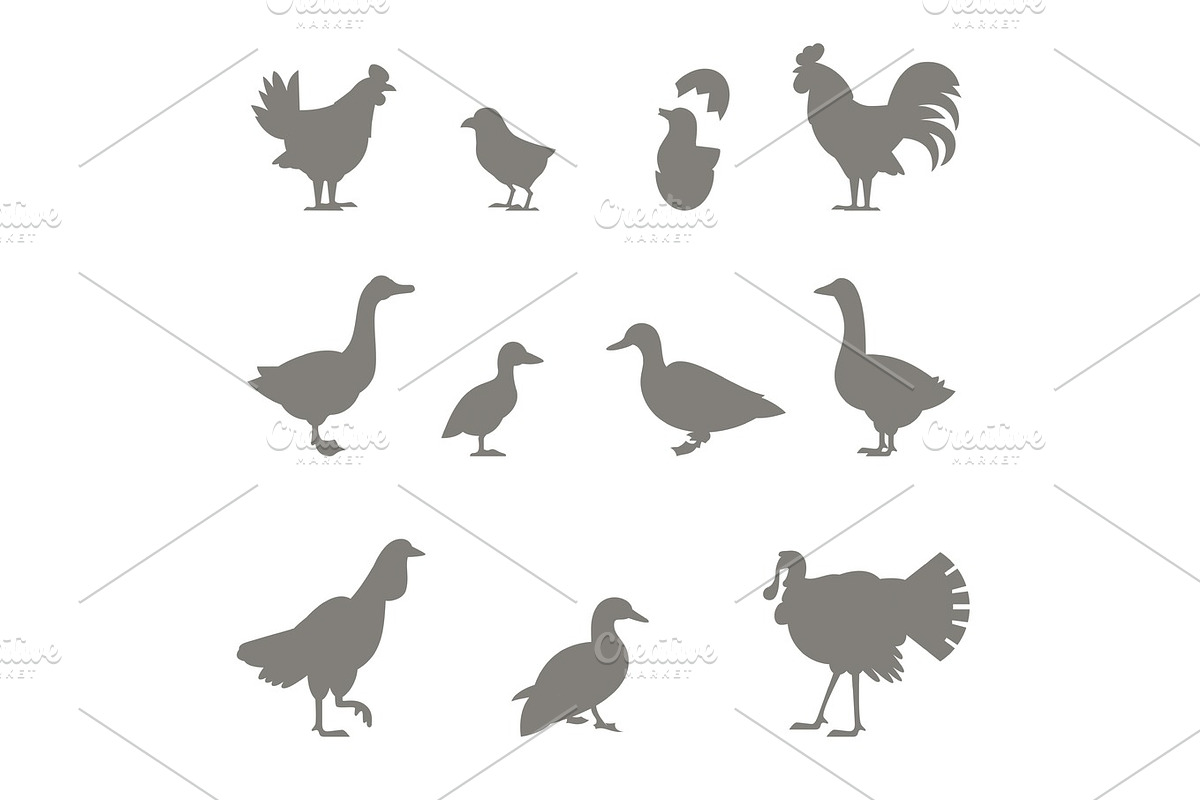 Farm animals. Silhouettes of chickens. in Illustrations - product preview 8